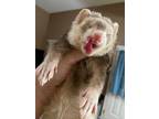 Adopt Chester a Ferret