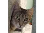 Adopt Miss Elizabeth a Domestic Short Hair