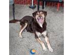 Adopt Daphne a Husky, Australian Kelpie