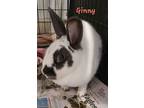 Adopt Ginny a English Spot