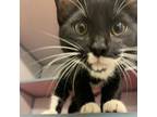 Adopt Dino a Domestic Short Hair