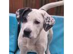 Adopt Lawri a Australian Cattle Dog / Blue Heeler, English Pointer