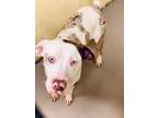 Adopt DAISY (Spayed!) a Catahoula Leopard Dog