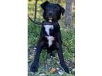 Adopt Clair a Border Collie, Boxer