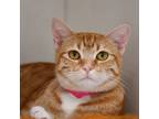 Adopt Minnie a Tabby