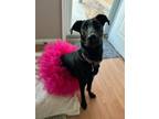 Adopt Jezebel a Labrador Retriever