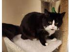 Adopt Shelby (& Willow) felv pos a Maine Coon, Tuxedo