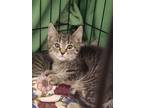 Adopt Donner a Domestic Short Hair