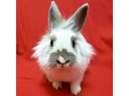 Adopt Boba a Lionhead