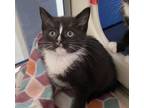 Vin, Domestic Shorthair For Adoption In Boone, North Carolina