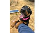 Adopt Carmello a Black and Tan Coonhound, Rottweiler