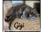 Adopt Gigi a Domestic Short Hair, Russian Blue