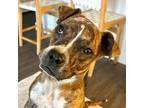 Adopt Regina a Boxer, Mixed Breed