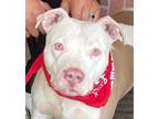 Adopt Tulip - Foster or Adopt Me! a Pit Bull Terrier