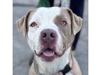 Adopt Fifi - Foster or Adopt Me! a American Staffordshire Terrier