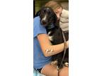 Adopt Dani a Basset Hound, Black Labrador Retriever
