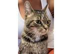 Adopt Tammy a Domestic Short Hair