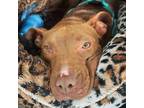 Adopt Dame Katniss de Barksdale a Labrador Retriever, Pit Bull Terrier