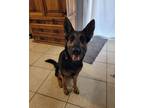 Adopt Piper a German Shepherd Dog