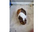 Adopt Marvin (Fostered in Blair) a White Guinea Pig small animal in Papillion