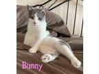 Adopt Bunny a White (Mostly) Domestic Shorthair / Mixed (short coat) cat in