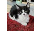 Adopt Winky Special needs -CH a Domestic Short Hair