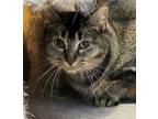 Adopt Elly a Bengal