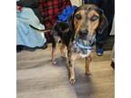 Adopt Roulette a Bluetick Coonhound