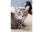 Adopt Storm Troopers Stratus a Gray or Blue (Mostly) Domestic Shorthair / Mixed