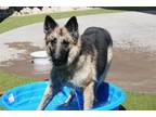 Adopt JENNA a German Shepherd Dog