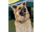 Adopt RAINA a German Shepherd Dog