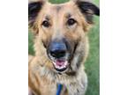 Adopt EVA a German Shepherd Dog, Collie