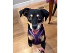 Adopt Belle a Miniature Pinscher