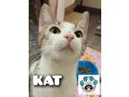 Adopt Kat a Brown Tabby Domestic Shorthair (short coat) cat in Columbus
