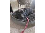 Adopt Sasha a Black Flat-Coated Retriever / American Pit Bull Terrier / Mixed