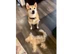 Adopt Marshmallow a Red/Golden/Orange/Chestnut Shiba Inu / Mixed dog in West