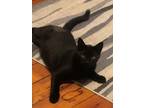 Adopt Odra a Black & White or Tuxedo Domestic Shorthair / Mixed (short coat) cat