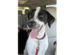 Adopt Lucy Belle a White - with Black German Shorthaired Pointer / Mixed dog in