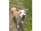 Adopt Zeus a Tan/Yellow/Fawn Mixed Breed (Large) / Mixed dog in Oshkosh