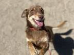 Adopt Chase a Brown/Chocolate Terrier (Unknown Type, Small) / Mixed dog in