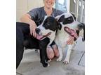 Adopt Merle & Melvin a Black - with White Pit Bull Terrier / Mixed Breed
