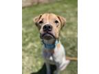 Adopt Zoey* ASK ABOUT ME - IM IN A FOSTER HOME a White Mixed Breed (Medium) /