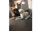 Adopt Pepper puppies Ghost **Foster Home** a White Great Pyrenees dog in