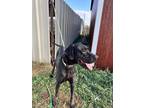 Adopt Ebony a Black Great Dane / Mixed dog in Dallas, TX (35540906)