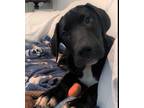 Adopt Kaiden a Black - with White Labrador Retriever / Great Dane / Mixed dog in