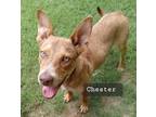 Adopt Chester a Hound (Unknown Type) / Shepherd (Unknown Type) / Mixed dog in