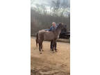 Beautiful Flashy Dark Grulla Colt