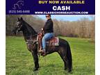 Flashy Black Kentucky Mtn All Around Horse