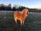 Prince - 6 month old miniature horse