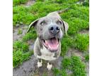 Adopt Oliver (Ollie) a Gray/Silver/Salt & Pepper - with Black American